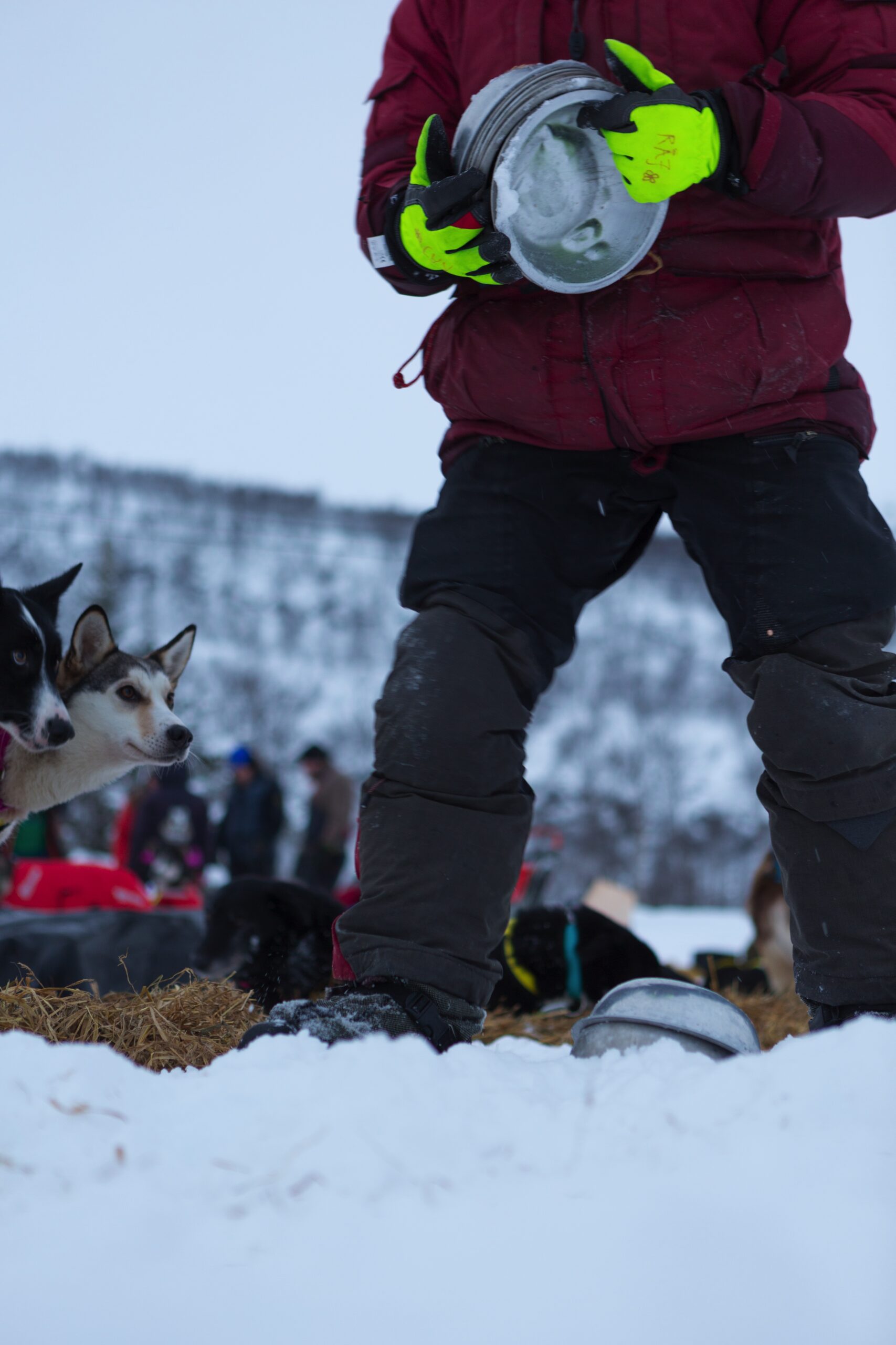 The musher gives food to the dogs 