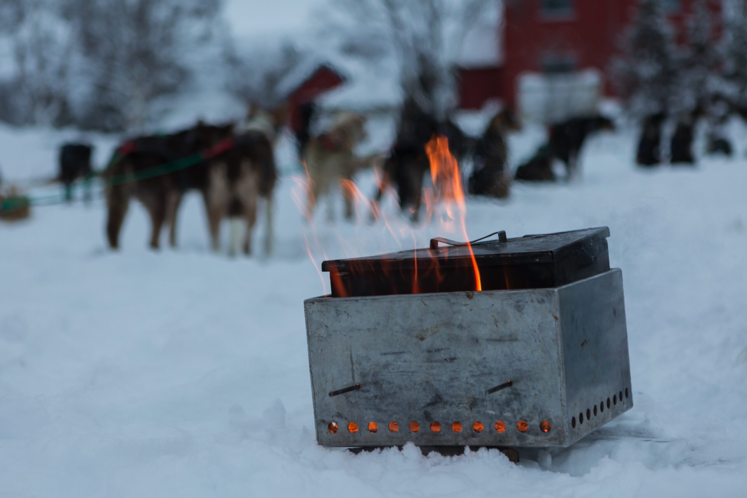 The musher boil the food for the dogs