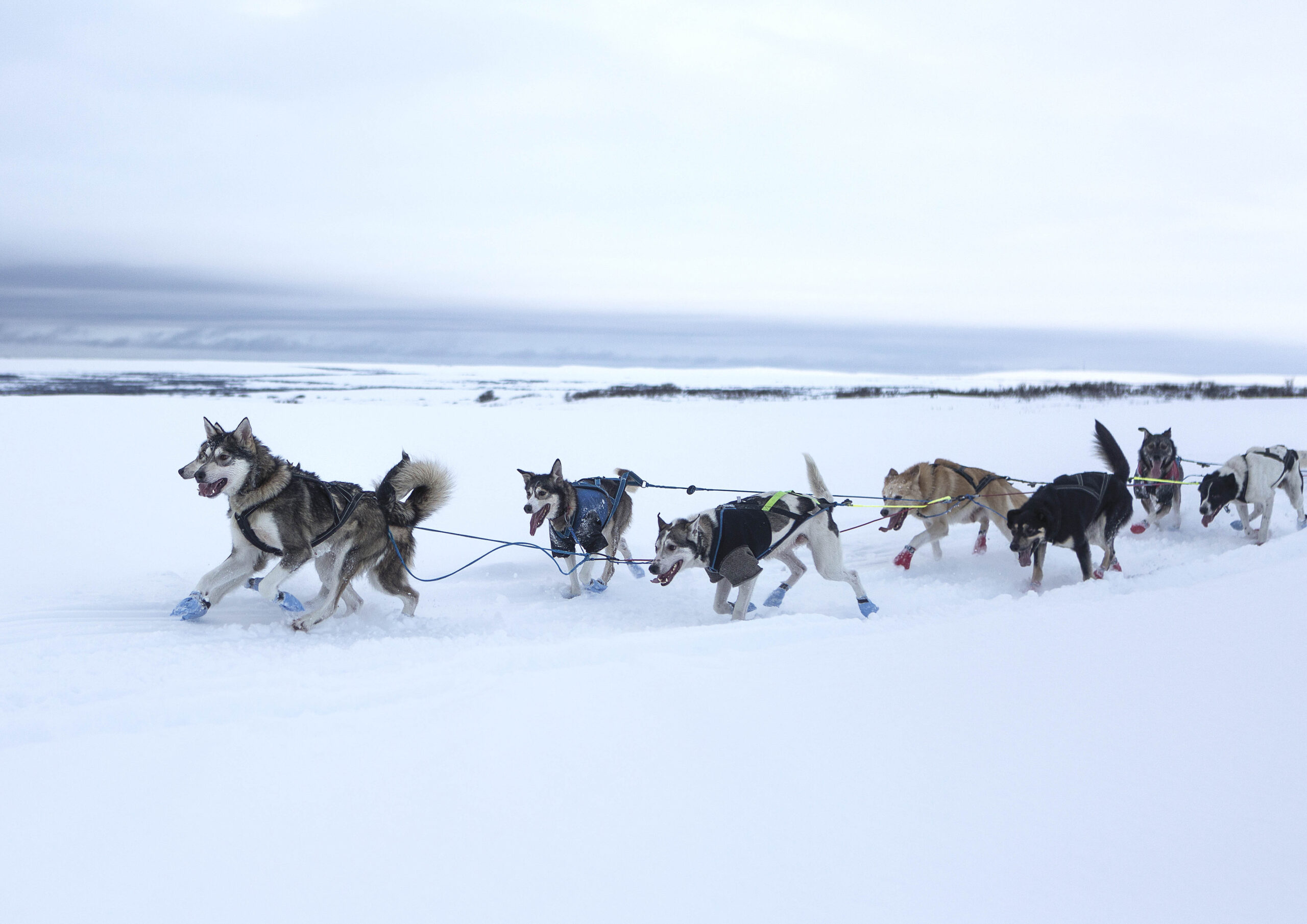 alaskan huskies in the polar surrounding