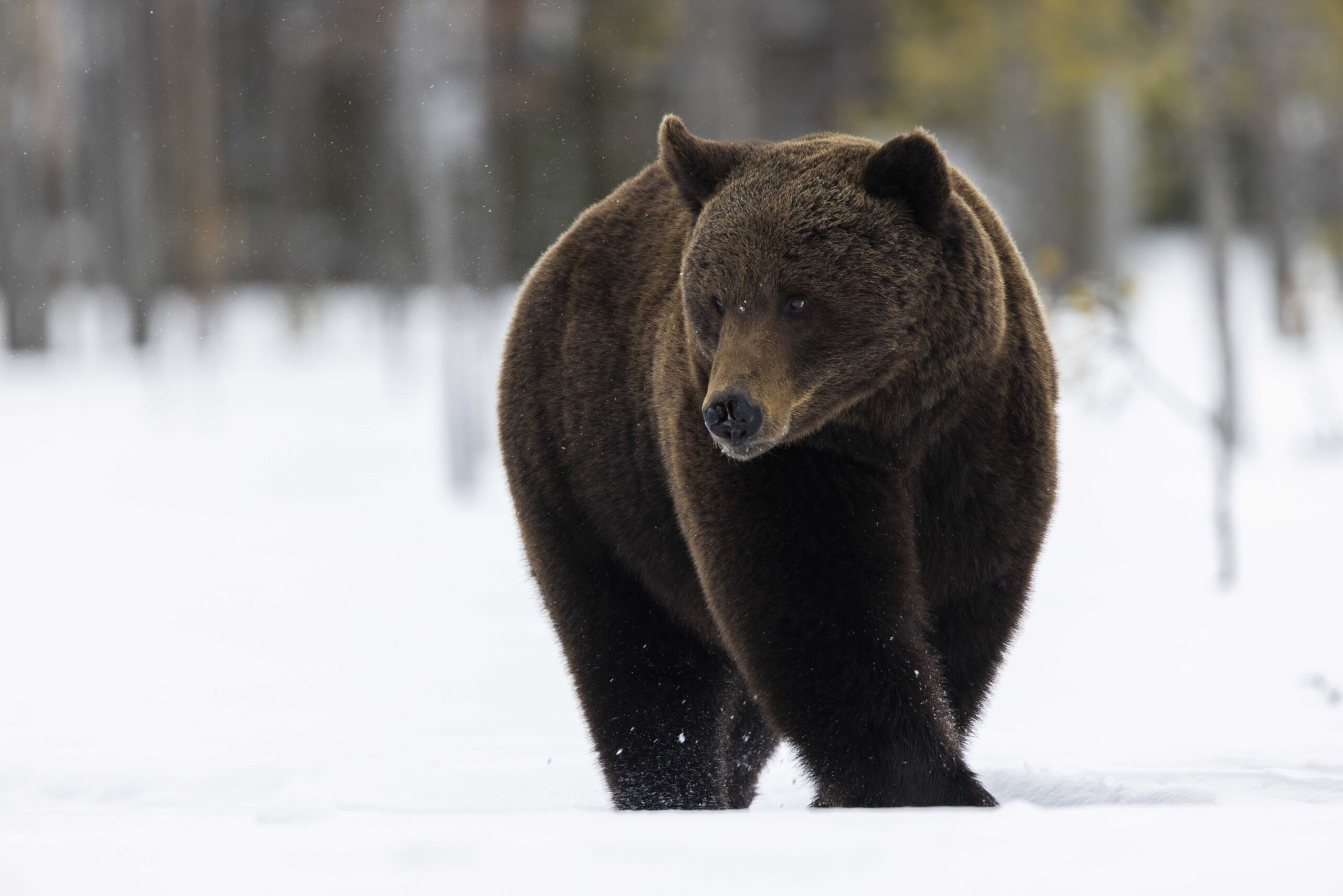 brown bear in the white surrounding