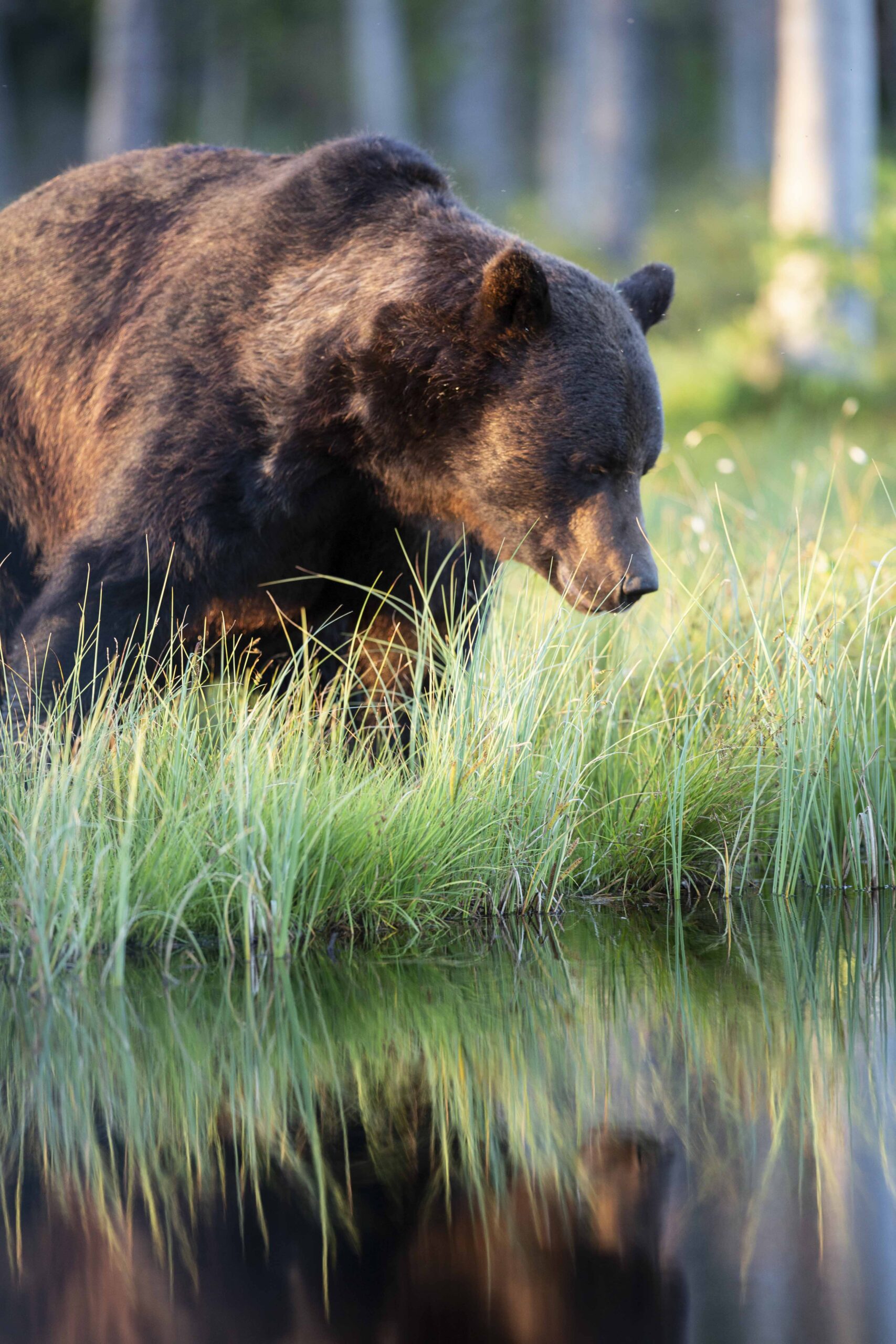 bear mirror in the lake