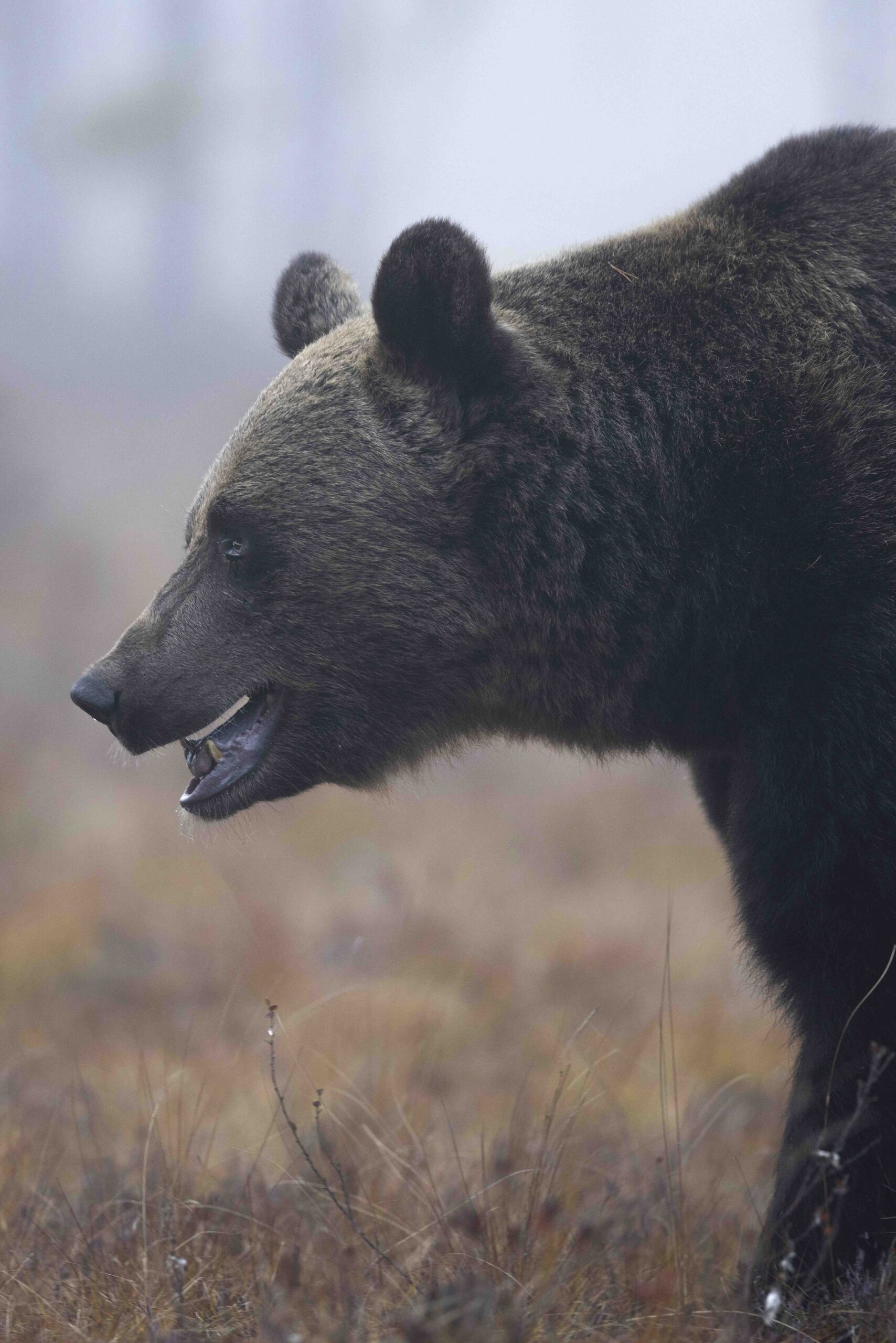 Brown bear in the fog (close-up)