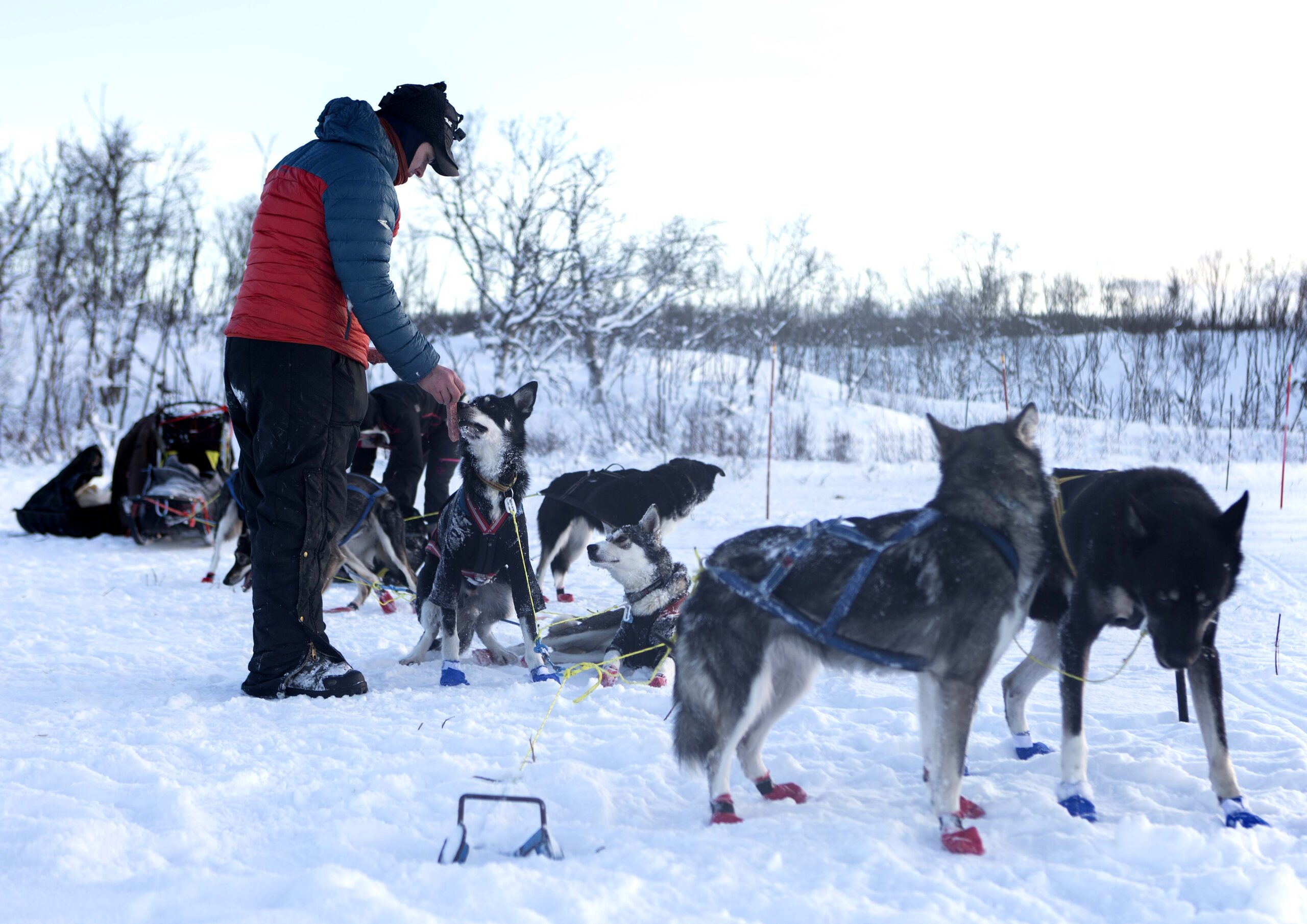 The musher feeds the dogs at the check point