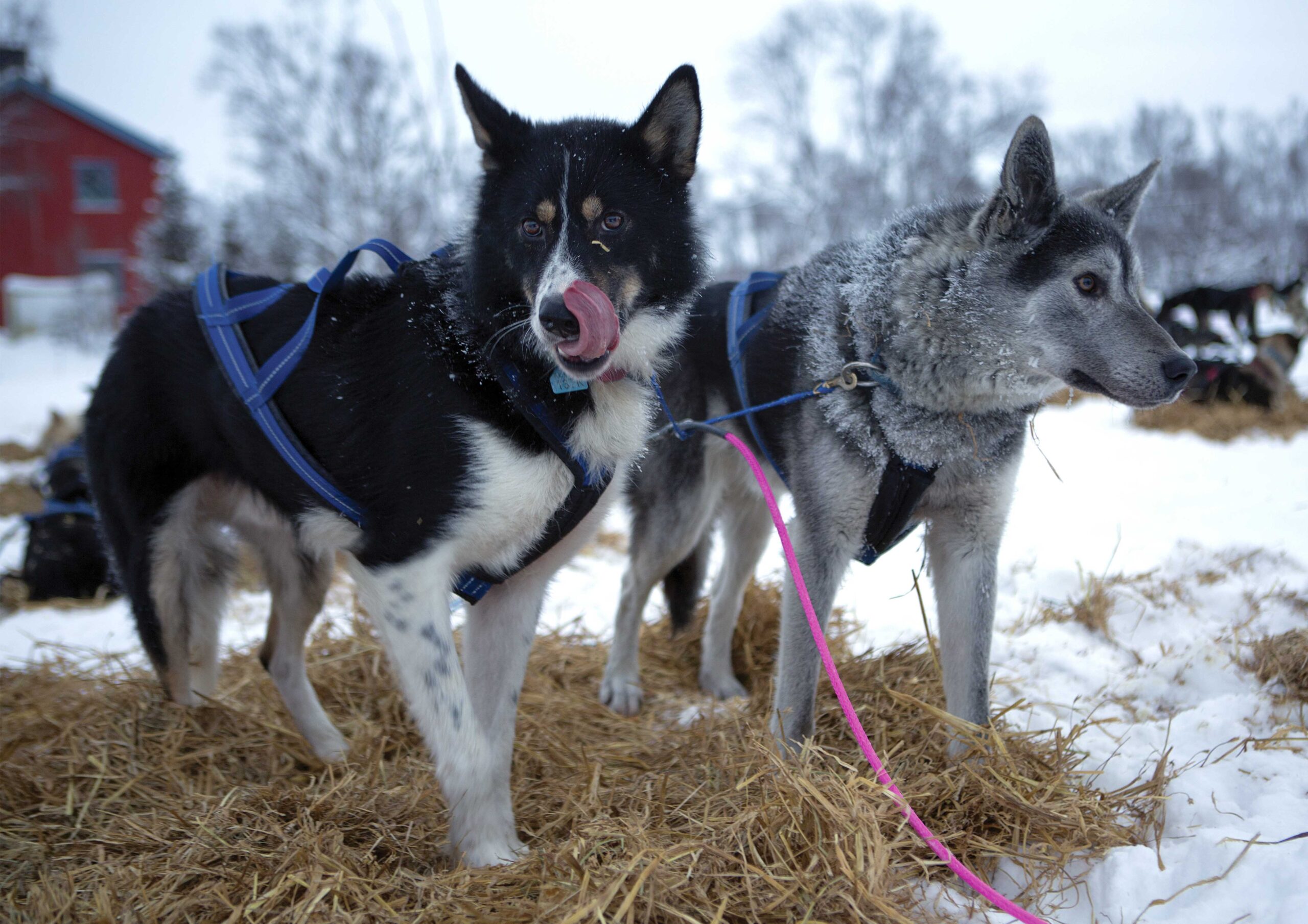 sled dogs wait to be feeded