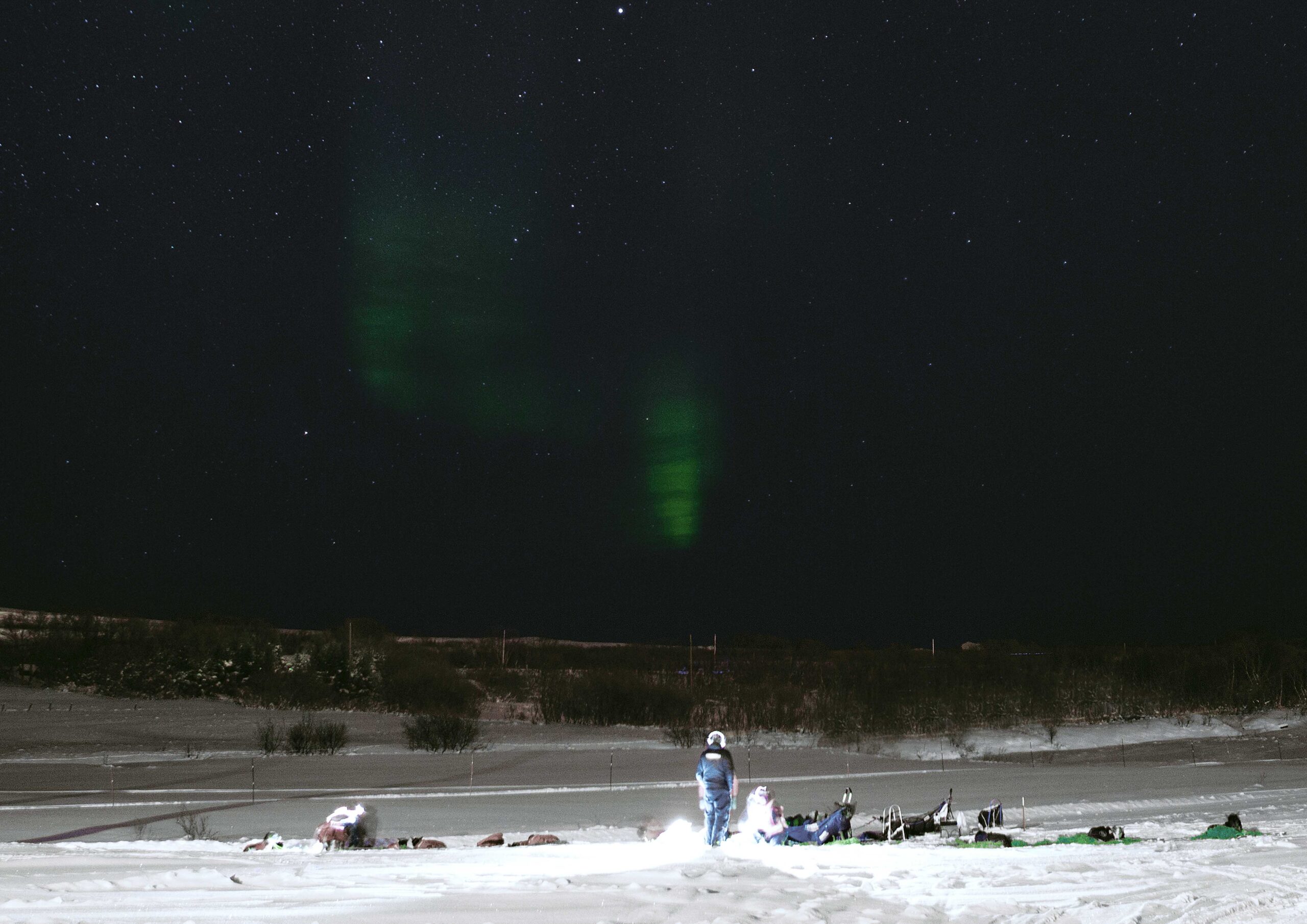 dogs camp under the aurora borealis