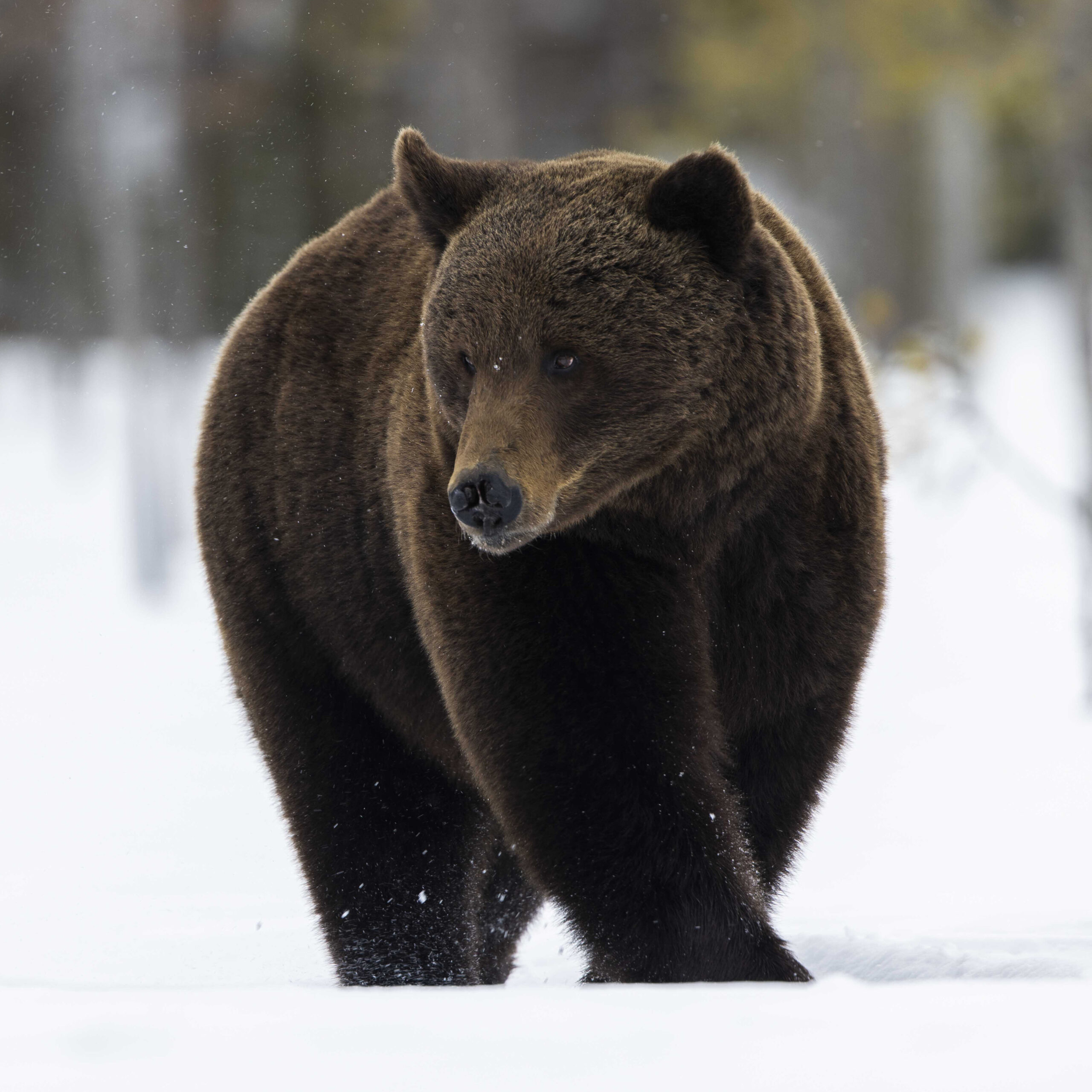 Brown bear in the white surrounding